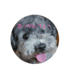 プードルたまにダックス（個別スタンプ：10）