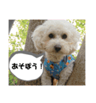 プードルたまにダックス（個別スタンプ：14）