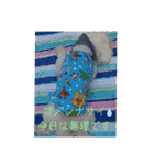 プードルたまにダックス（個別スタンプ：15）