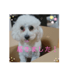 プードルたまにダックス（個別スタンプ：20）