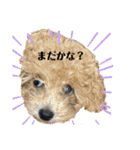 プードルたまにダックス（個別スタンプ：22）