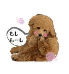 プードルたまにダックス（個別スタンプ：23）