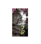 めんこいねこ(*ov.v)o（個別スタンプ：4）