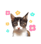 たいようとみたらし（個別スタンプ：1）
