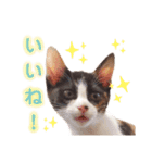 たいようとみたらし（個別スタンプ：3）