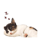たいようとみたらし（個別スタンプ：4）