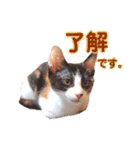 たいようとみたらし（個別スタンプ：5）