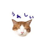 たいようとみたらし（個別スタンプ：6）