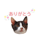 たいようとみたらし（個別スタンプ：7）
