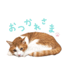 たいようとみたらし（個別スタンプ：9）