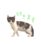 たいようとみたらし（個別スタンプ：11）