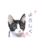 たいようとみたらし（個別スタンプ：15）