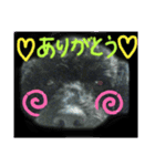 けんしろう、けんけん（個別スタンプ：1）