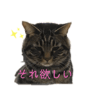 愛しのまるくんスタンプ（個別スタンプ：1）