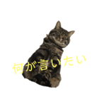 愛しのまるくんスタンプ（個別スタンプ：2）