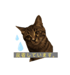 愛しのまるくんスタンプ（個別スタンプ：3）
