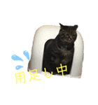 愛しのまるくんスタンプ（個別スタンプ：4）
