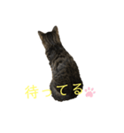 愛しのまるくんスタンプ（個別スタンプ：8）