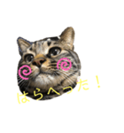 愛しのまるくんスタンプ（個別スタンプ：10）