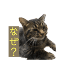 愛しのまるくんスタンプ（個別スタンプ：14）
