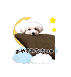 ゆきのスタンプだよ（個別スタンプ：7）