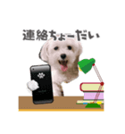 ゆきのスタンプだよ（個別スタンプ：8）