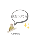 コザクラインコのマロン④（個別スタンプ：1）
