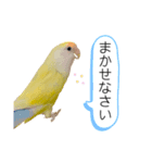 コザクラインコのマロン④（個別スタンプ：2）