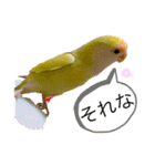 コザクラインコのマロン④（個別スタンプ：3）
