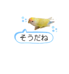 コザクラインコのマロン④（個別スタンプ：4）