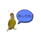 コザクラインコのマロン④（個別スタンプ：8）