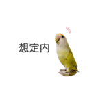 コザクラインコのマロン④（個別スタンプ：9）