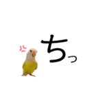 コザクラインコのマロン④（個別スタンプ：14）