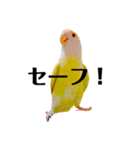 コザクラインコのマロン④（個別スタンプ：17）