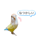 コザクラインコのマロン④（個別スタンプ：19）