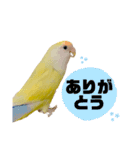 コザクラインコのマロン④（個別スタンプ：20）