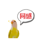 コザクラインコのマロン④（個別スタンプ：21）