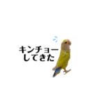 コザクラインコのマロン④（個別スタンプ：22）