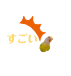 コザクラインコのマロン④（個別スタンプ：25）