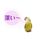 コザクラインコのマロン④（個別スタンプ：26）
