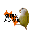 コザクラインコのマロン④（個別スタンプ：28）