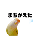 コザクラインコのマロン④（個別スタンプ：30）