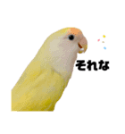 コザクラインコのマロン④（個別スタンプ：33）