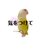 コザクラインコのマロン④（個別スタンプ：34）