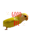 コザクラインコのマロン④（個別スタンプ：35）