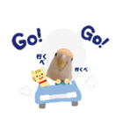 コザクラインコのマロン④（個別スタンプ：36）