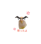 コザクラインコのマロン④（個別スタンプ：38）