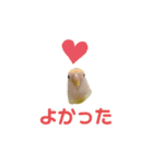 コザクラインコのマロン④（個別スタンプ：39）