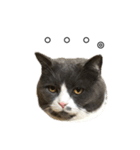 猫のるい君スタンプ（個別スタンプ：4）