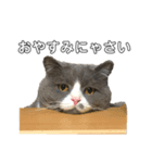 猫のるい君スタンプ（個別スタンプ：5）
